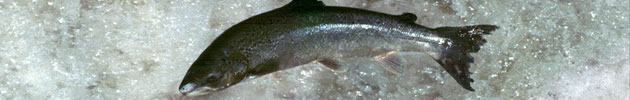 Salmon Leaping